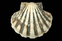 藏品(白碟海扇蛤)的圖片